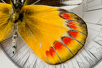 Graphic showing butterfly specimen overtop portion of the largest butterfly tree of life ever created